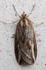 Chesias legatella